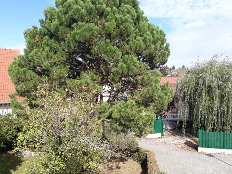 Jardin paysagé