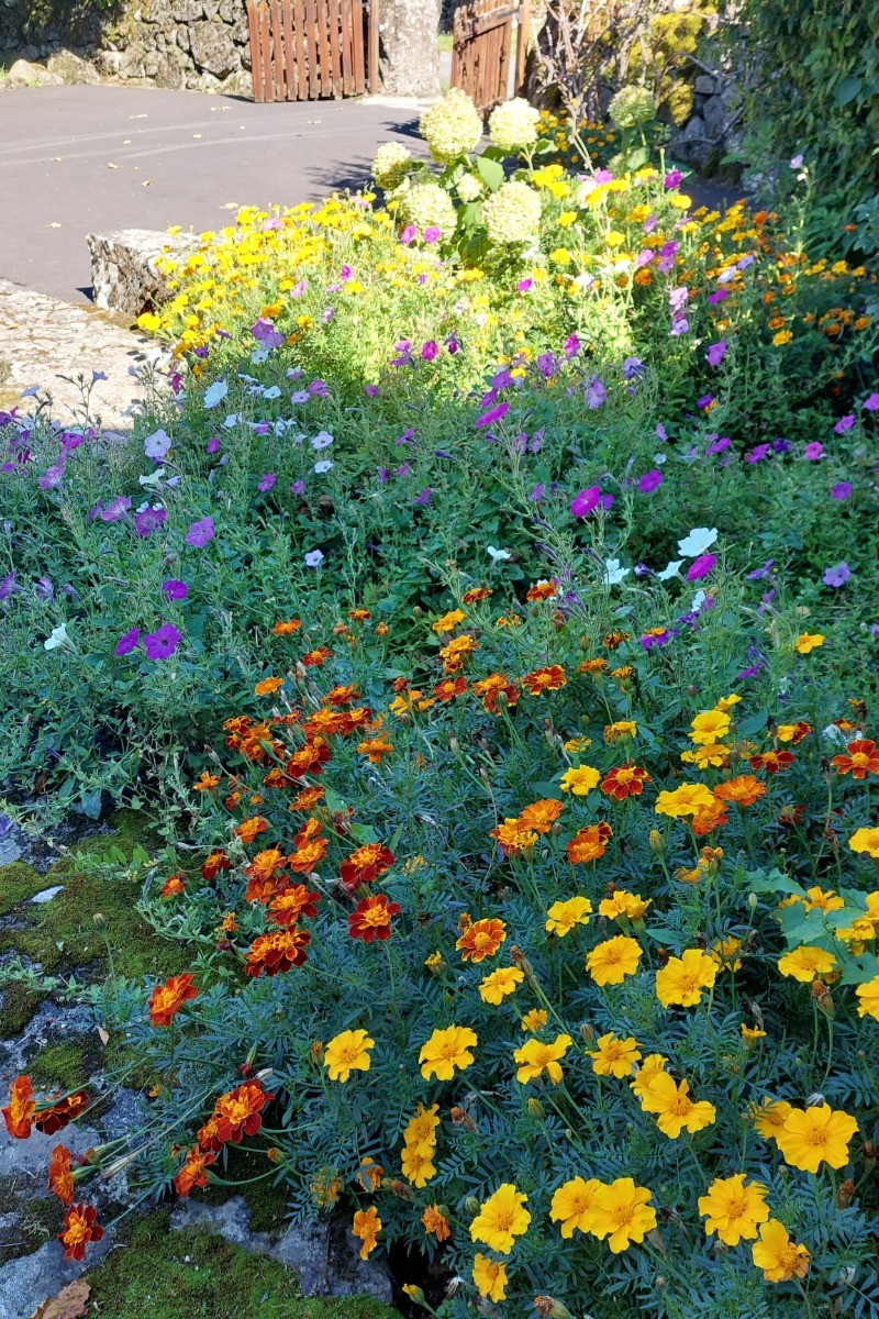 Jardin fleuri et coloré avec plantes et fleurs, offrant un cadre paisible et verdoyant autour du gîte.