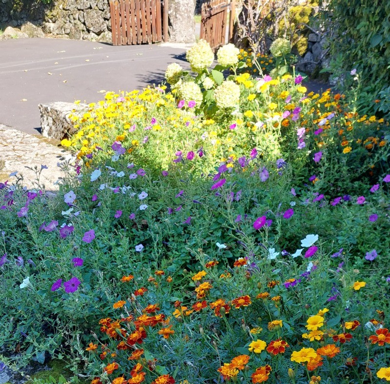 Jardin fleuri et coloré avec plantes et fleurs, offrant un cadre paisible et verdoyant autour du gîte.