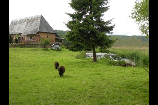 moutons d'Ouessant