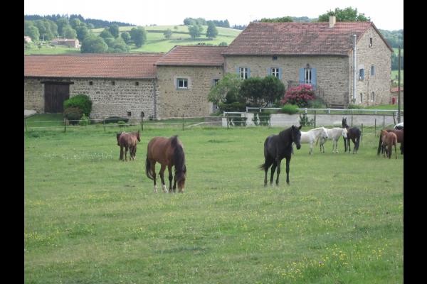 chevaux du centre équestre