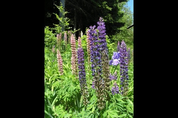 le jardin fleuri au mois de juin