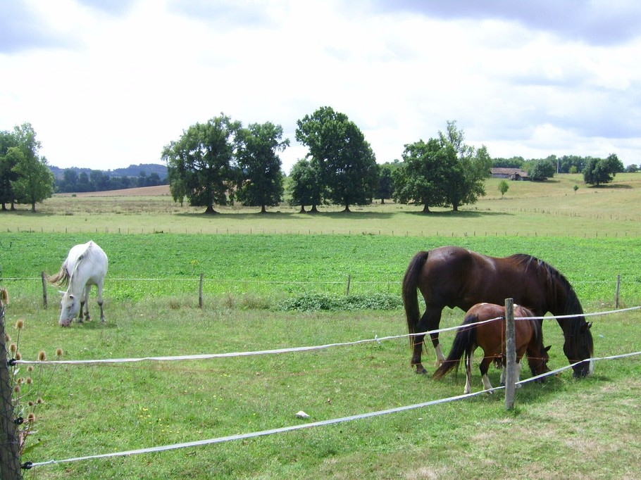 horse pasture