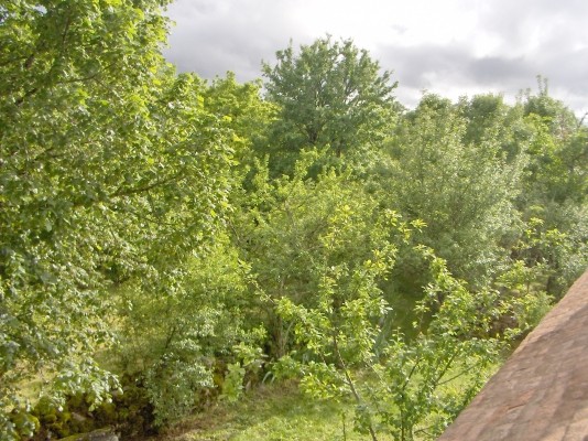 Le jardin devant la maison depuis la chambre principale - Front garden from the master bedroom