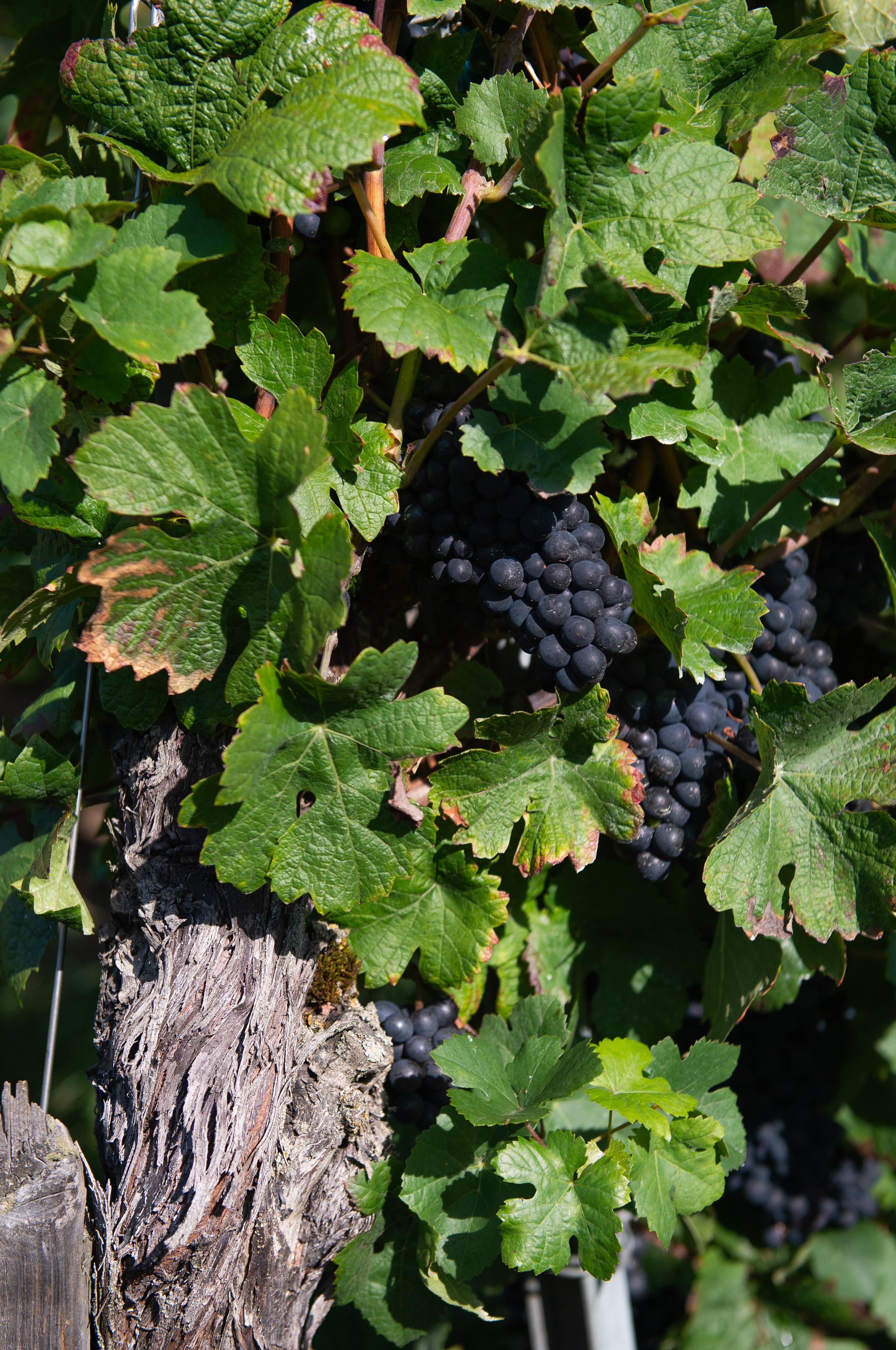 Les vignes