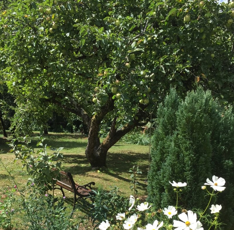 Fin d'été et premières pommes…