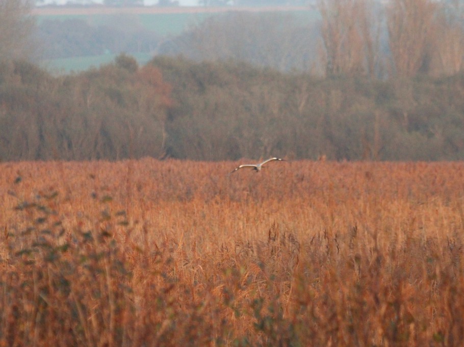 le marais de Kervigen