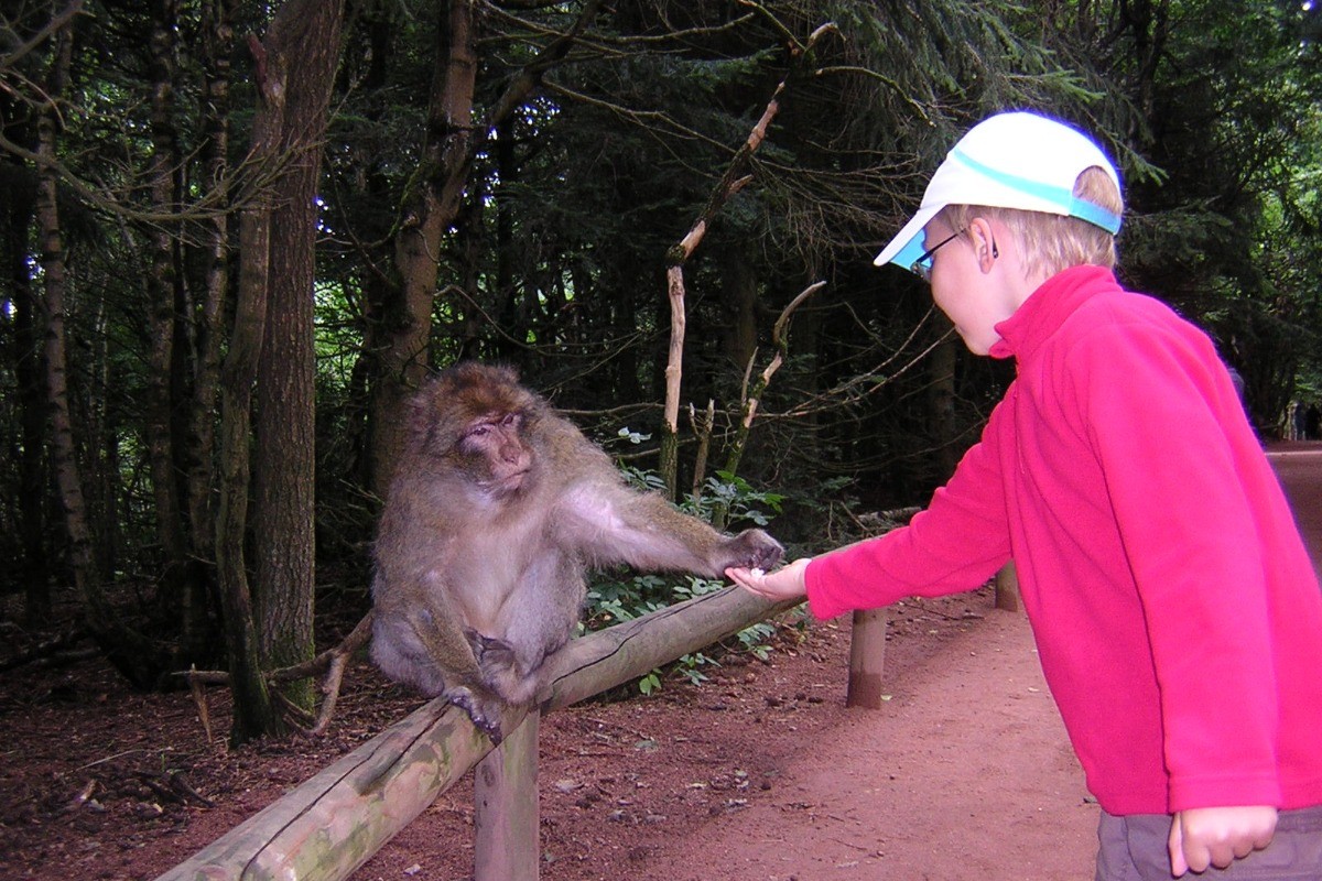 la montagne des singes