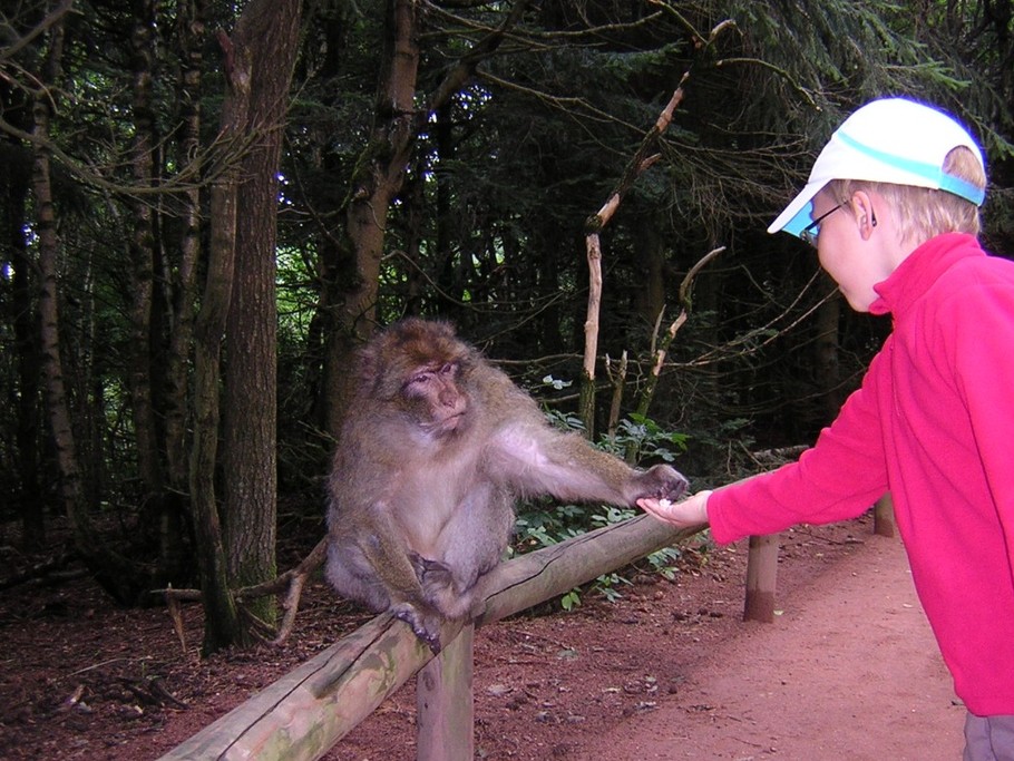 la montagne des singes