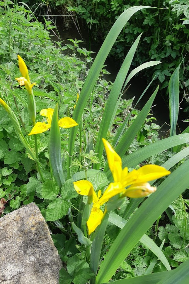 Iris en bordure de ruisseau