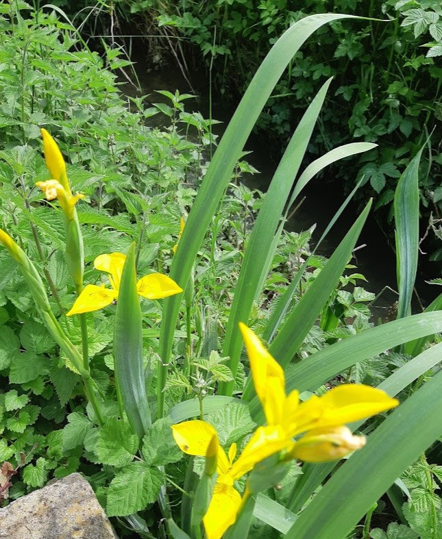 Iris en bordure de ruisseau