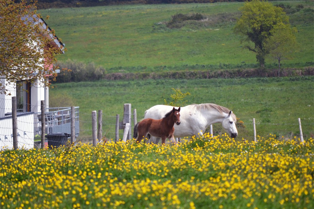 Les chevaux paissent dans les prairies des Hauts de Toulvern