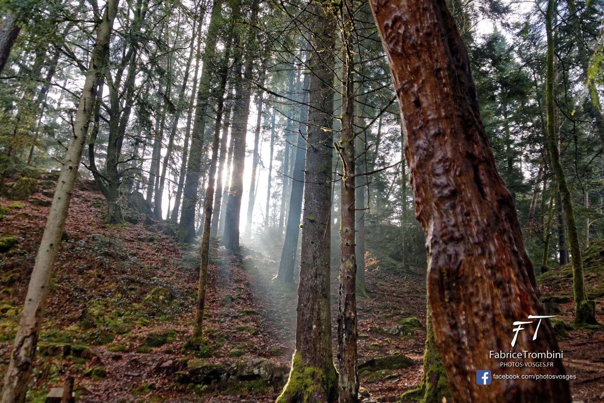 Paysage forêt