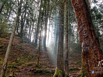 Paysage forêt