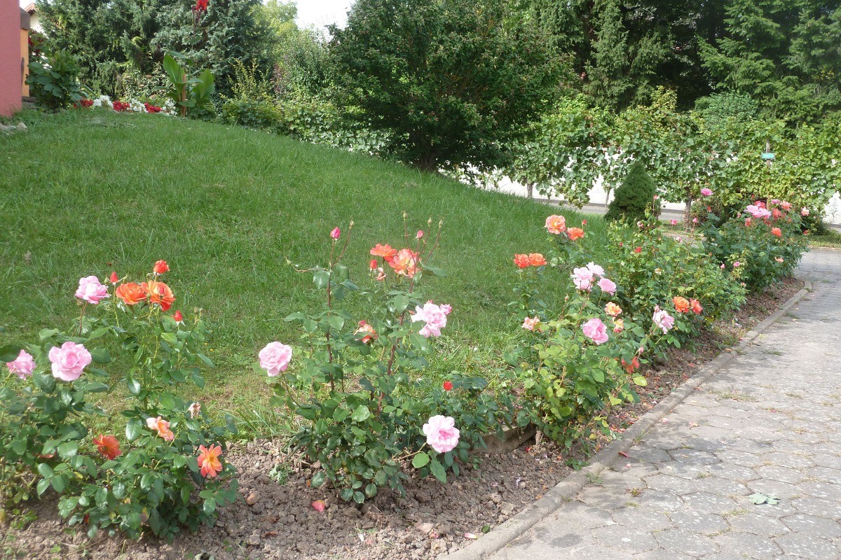 Allée extérieure fleurie