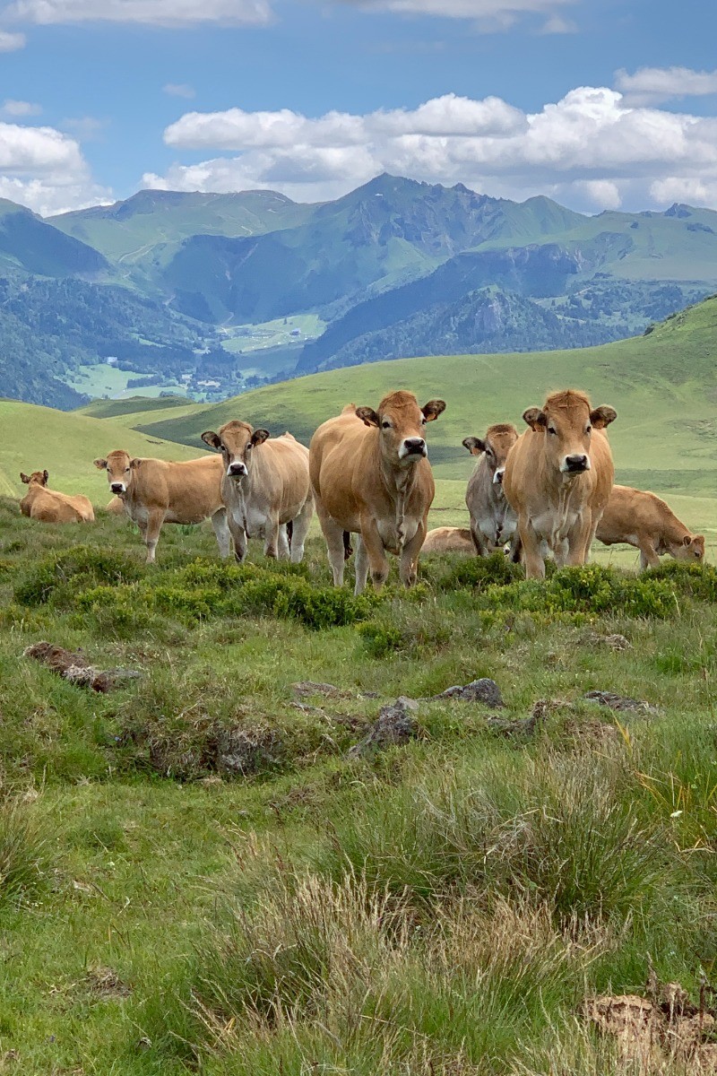 Promenade où j'ai réalisé cette photo à proximité du Guéry = facile d'accès