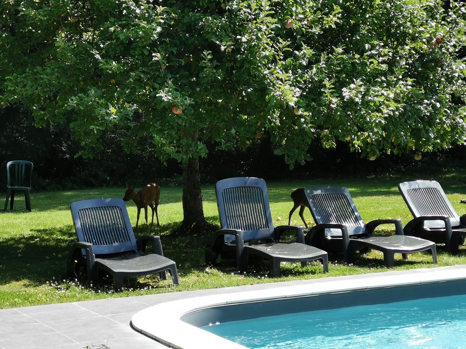 A l'arrière du gite Marcheroux à Amboise, la piscine partagée face à la forêt où les chevreuils viennent se promener