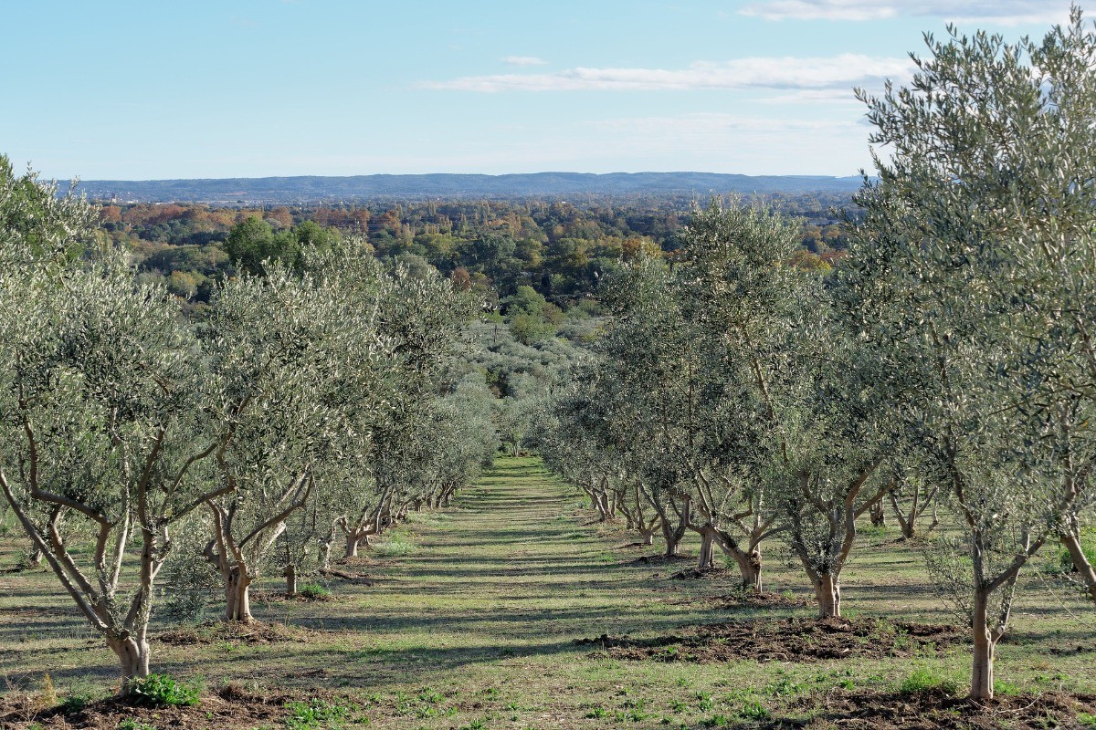 Champs d'Oliviers dans les Alpilles