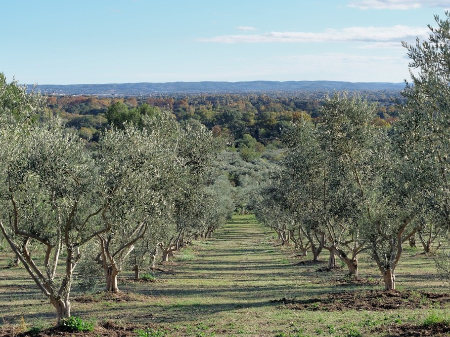 Champs d'Oliviers dans les Alpilles