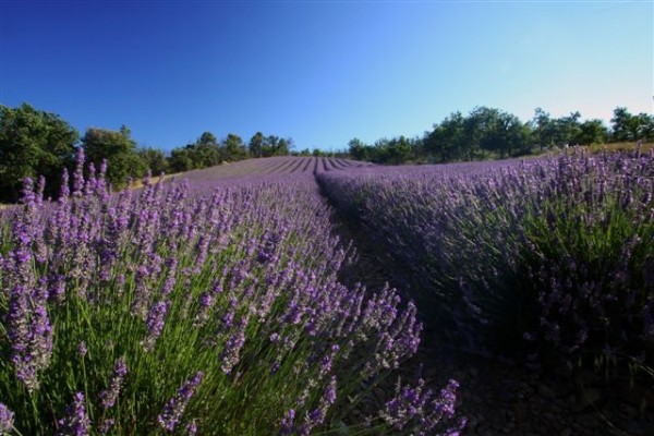 Lavande - La Grangeonne 1 (Esparron, Verdon, Provence)