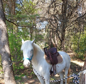 Photo n° 4 de la location