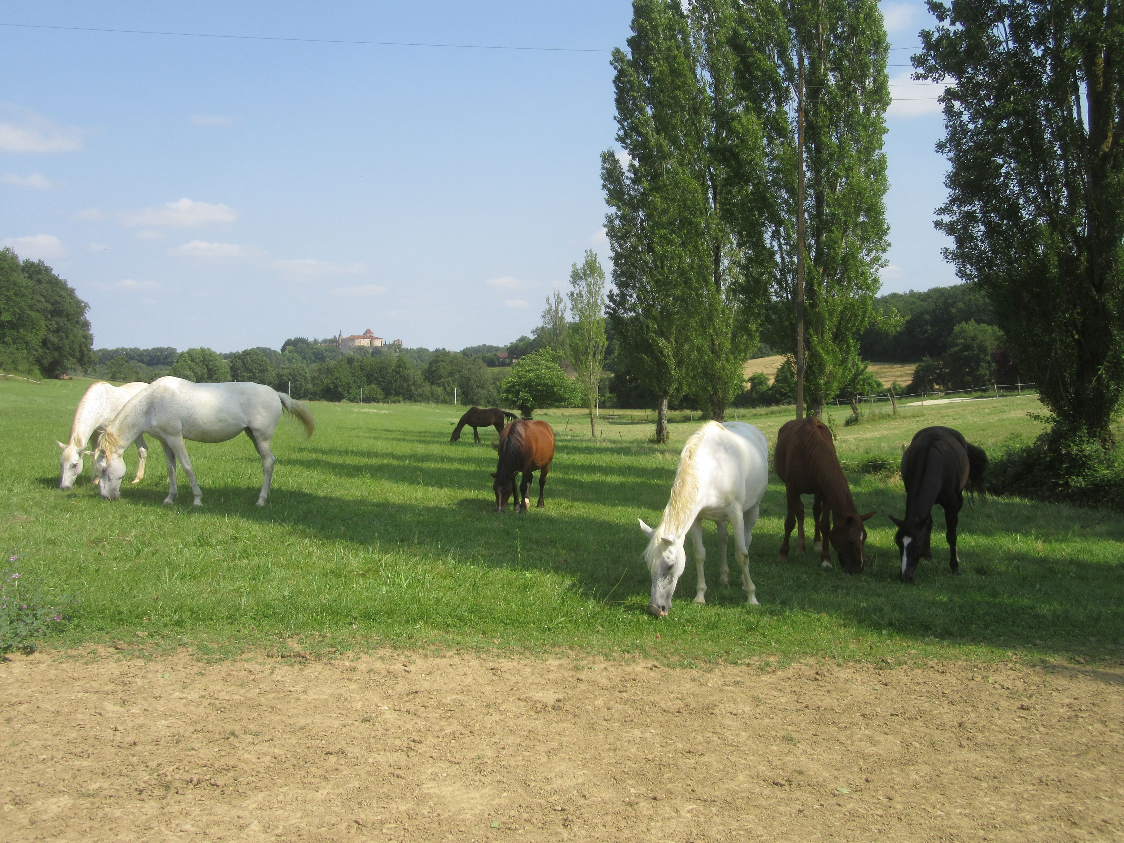 Dans le troupeau des chevaux