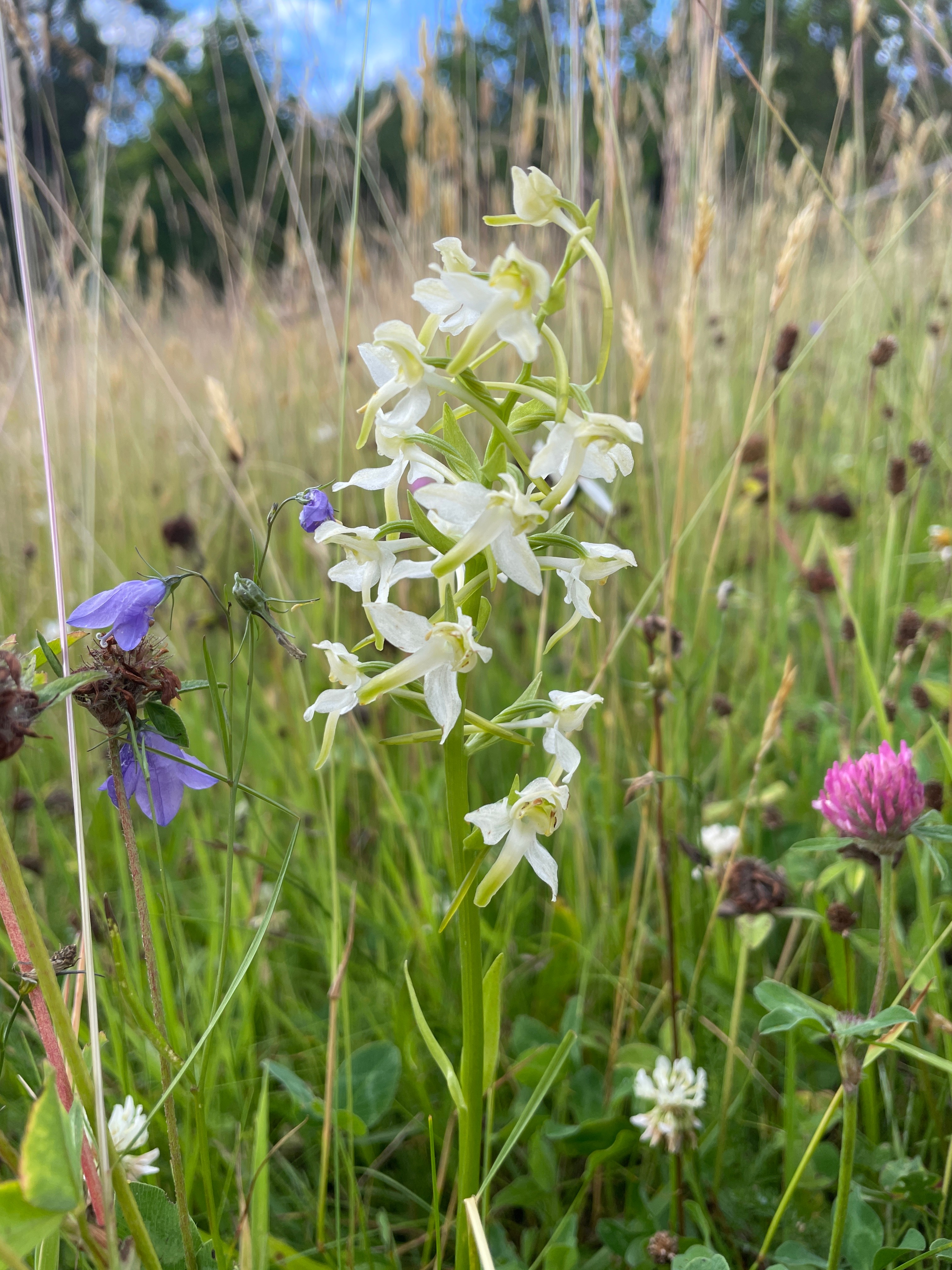 Nature and biodiversity just around the corner: orchids in the garden