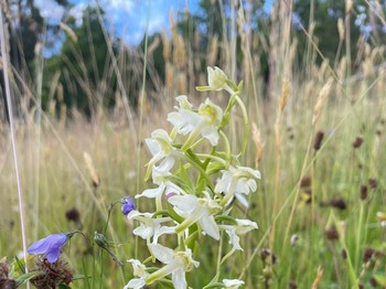 Nature and biodiversity just around the corner: orchids in the garden