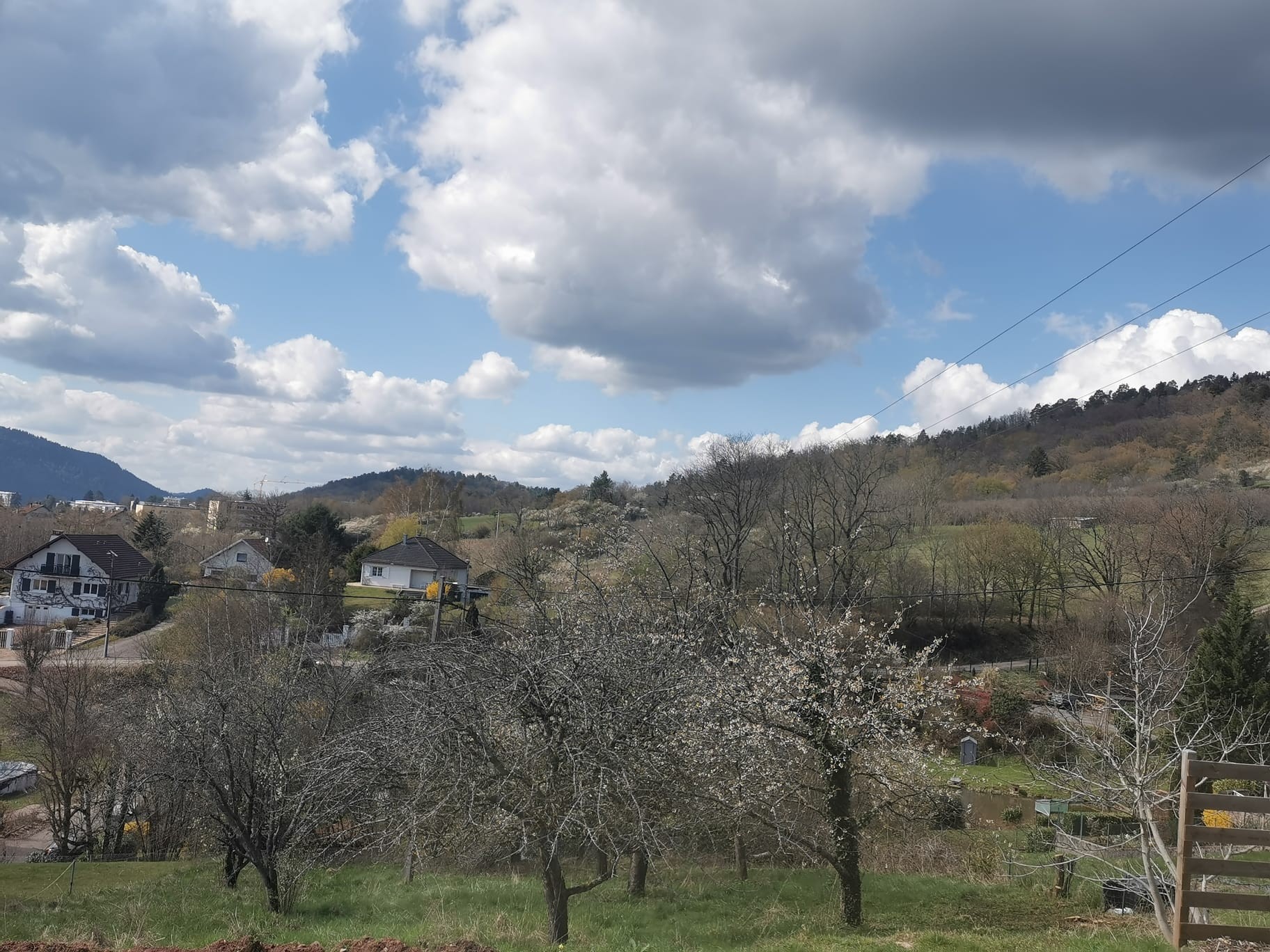 Orchard view