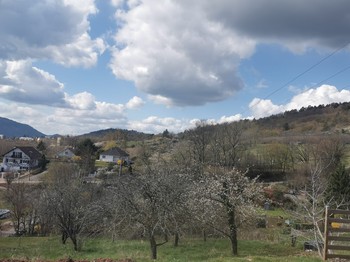 Orchard view