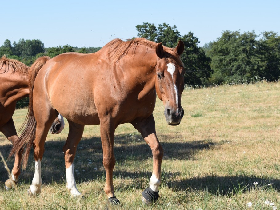 Les deux chevaux de la Montée Perdrix