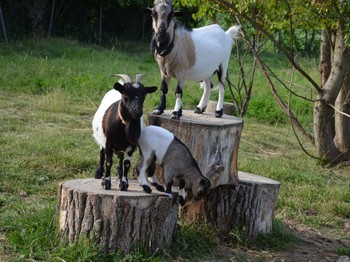 Photo n° 13 de la location