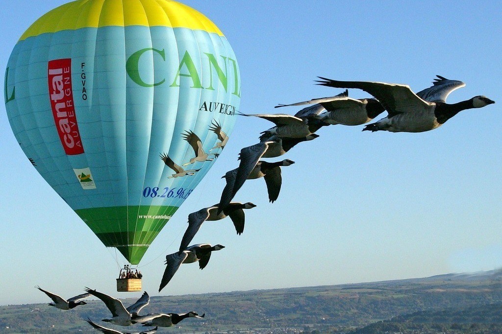vol en montgolfière avec les oiseaux