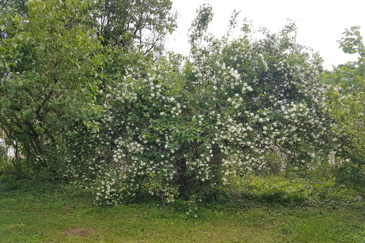 Le joli mois de mai avec ses fleurs odorantes : Le seringat