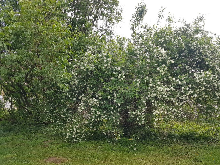 Le joli mois de mai avec ses fleurs odorantes : Le seringat