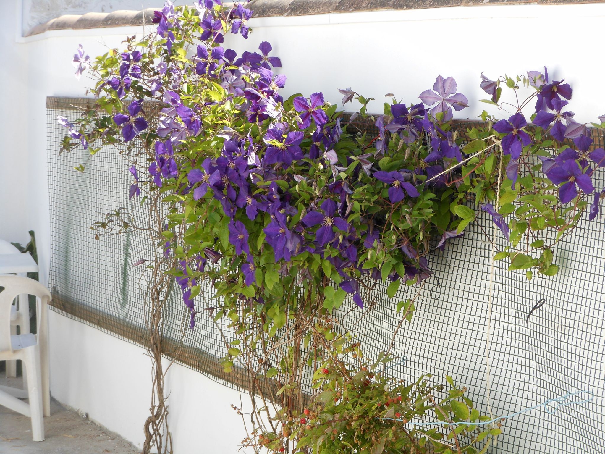 Clématites dans la cour à La Flotte, La Maison des Pêcheurs 1