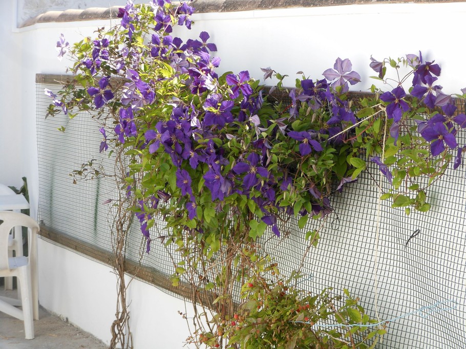 Clématites dans la cour à La Flotte, La Maison des Pêcheurs 1