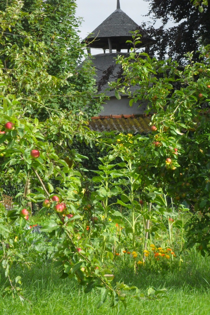 venez au potager le mardi , nous vous y preparons en saison des legumes gratuits  ! haricots, courgettes,...