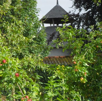 venez au potager le mardi , nous vous y preparons en saison des legumes gratuits  ! haricots, courgettes,...