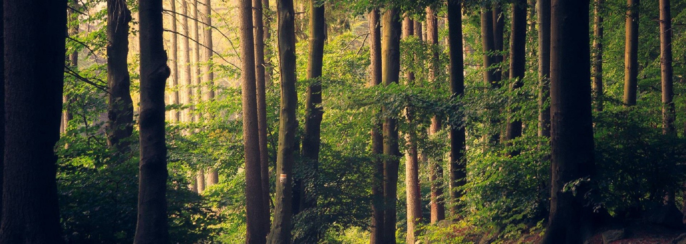 Roscouré Wood Combrit