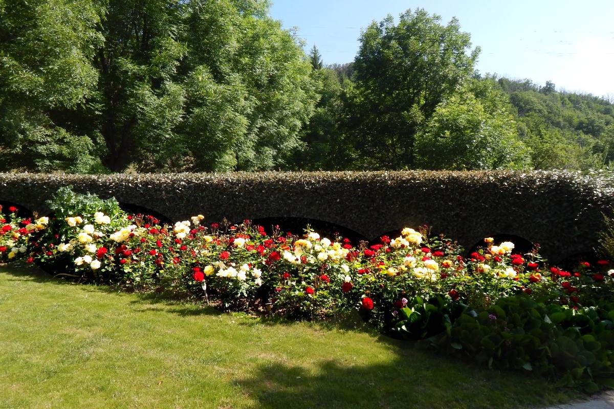 de l'autre côté, le massif de rosiers.
