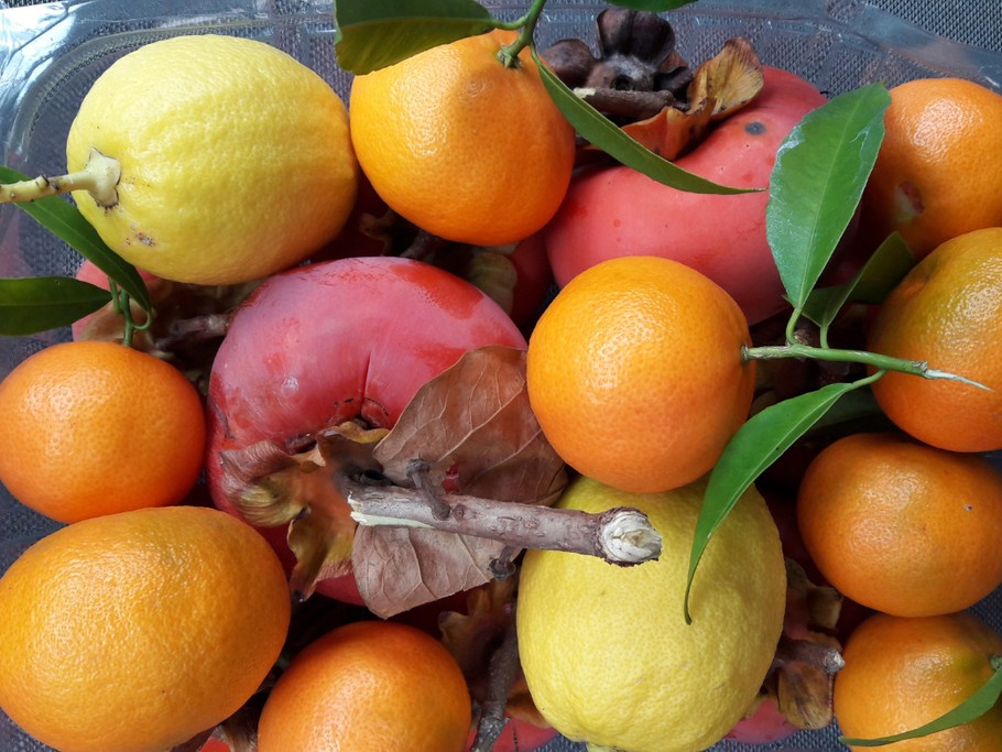 ETE COMME HIVER VENEZ DECOUVRIR NOS FRUITS ET LEGUMES BIO AINSI QUE NOS TRANSFORMATIONS