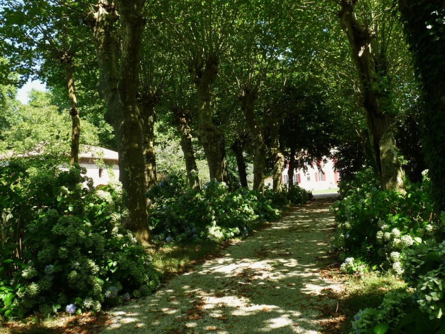 L'allée d'hortensias