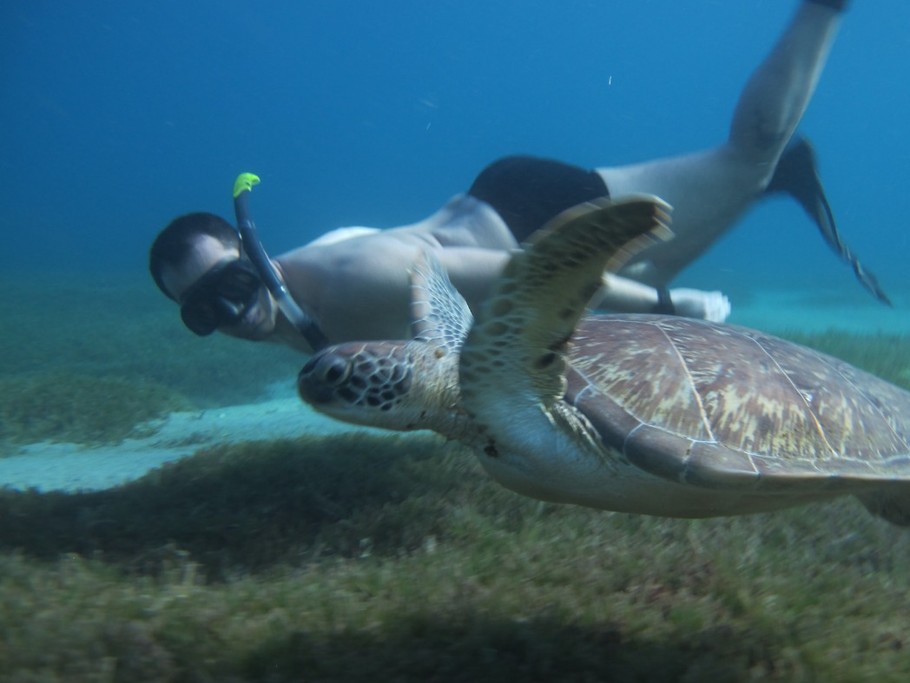 Nager avec une tortue