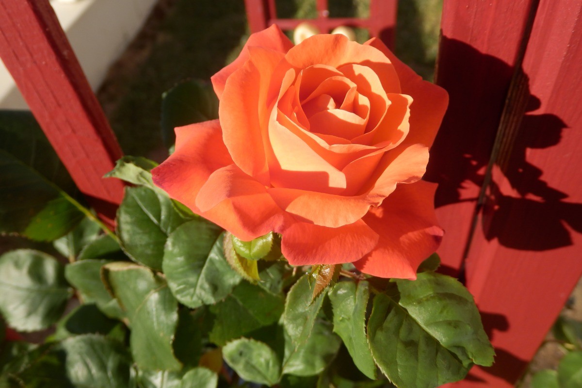 rose du jardin