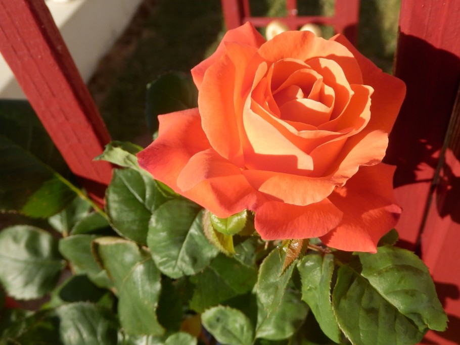 rose du jardin