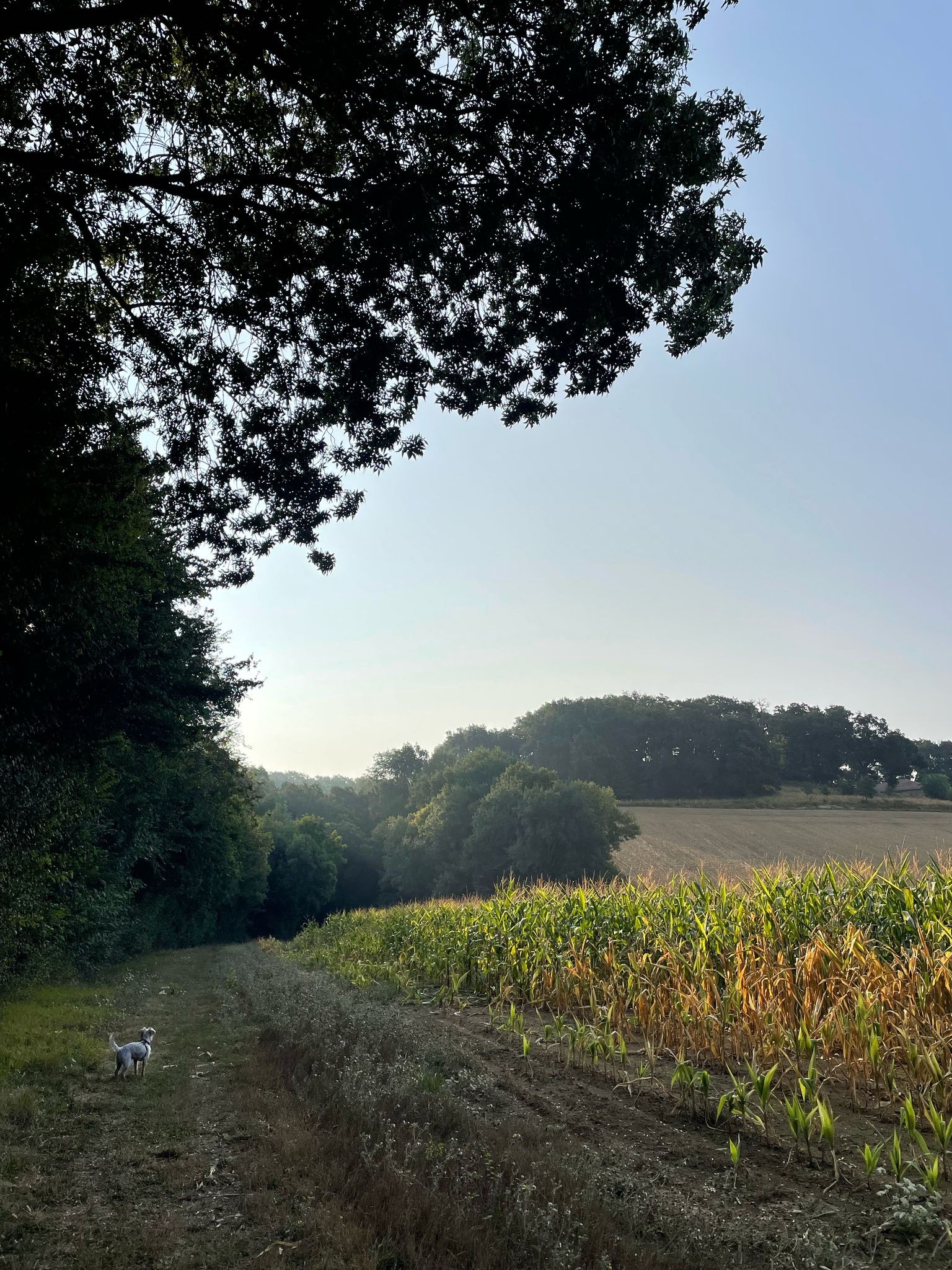 Photo n° 11 de la location