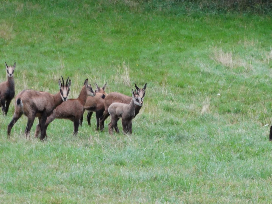 Les jeunes chamois
