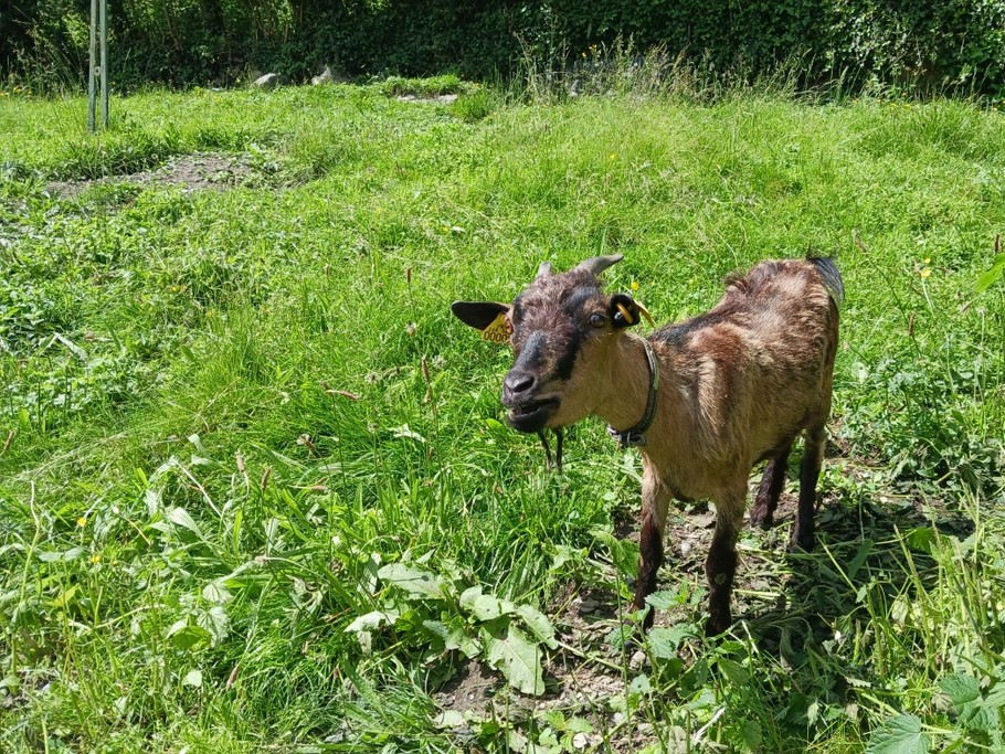 Chèvres, poules, coq face à la maison