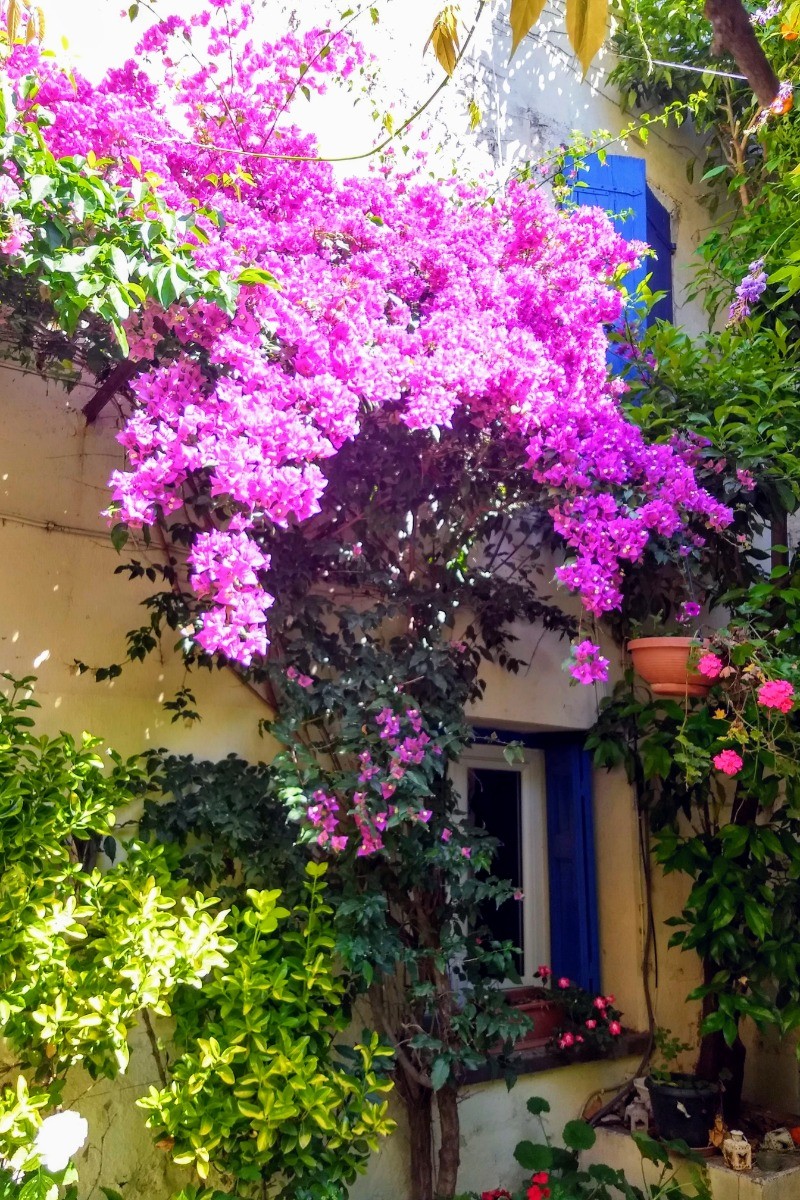 Bougainvillea dans la cour